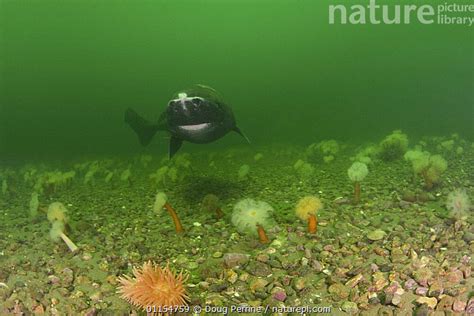 Stock Photo Of Greenland Sleeper Shark Somniosus Microcephalus