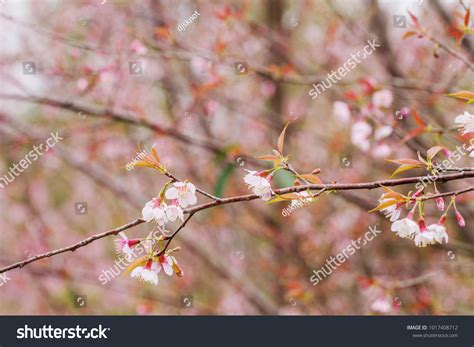 Prunus Cerasoides Flower Blossom Beautiful Nature Stock Photo 1017408712 | Shutterstock