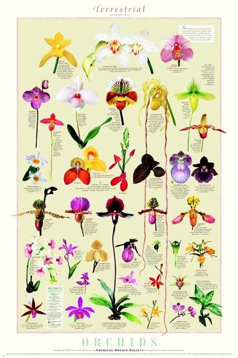 How To Identify An Orchid