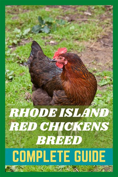 Rhode Island Red Chickens Rhode Island Red Chickens Rhode Island Red Red Chicken