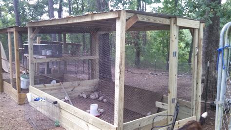 Why are my quail not laying eggs? taking all opinions and ideas