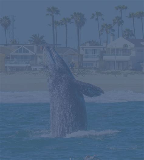 Newport Coastal Adventure | The Ultimate Whale Watching Adventure!