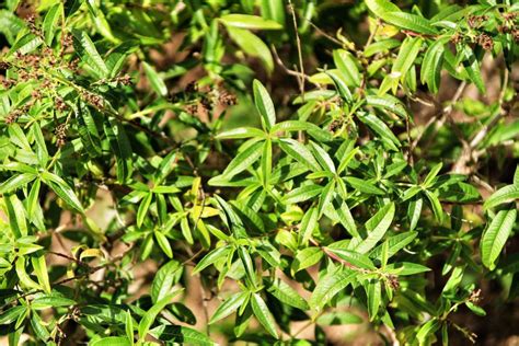 How To Grow And Care For Lemon Verbena