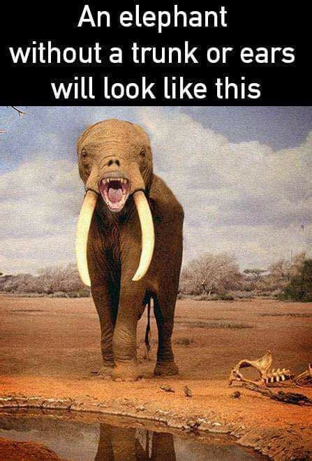 The best elephant memes :) Memedroid