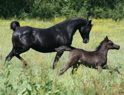 Levage Cheval Pur Sang Arabe Poulain Pouliche Vendre