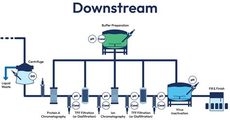 Downstream Processing Market Forecast 2024-2031: Insights by Industry ... 