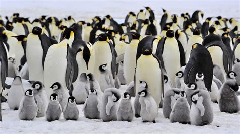 Bakgrundsbilder Natur Pingvin Näbb Fauna Fågel Som Inte Kan Flyga