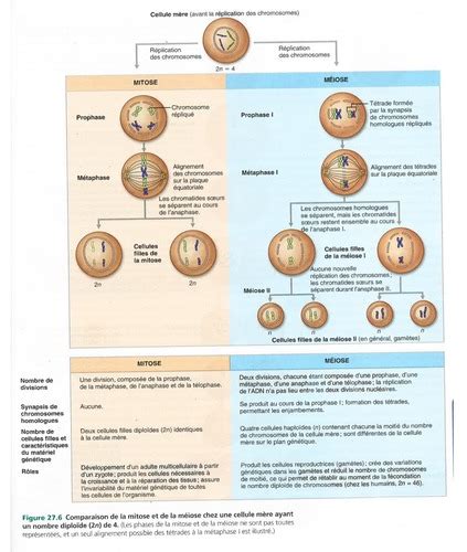 Le Cycle Cellulaire Fajas Flashcards Quizlet