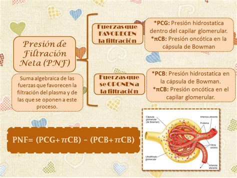 Blog De Fisiolog A Uas De Gisselle Gpe Camarillo Ramos Presi N De