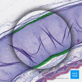 Perichondrium: Anatomical structure and function | Kenhub