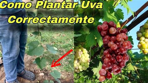 Como Plantar Uva Correctamente Con El Mejor M Todo Youtube