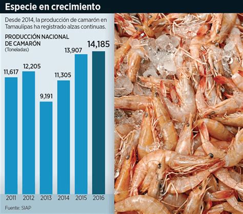 Lidera camarón producción pesquera de Tamaulipas México Panorama