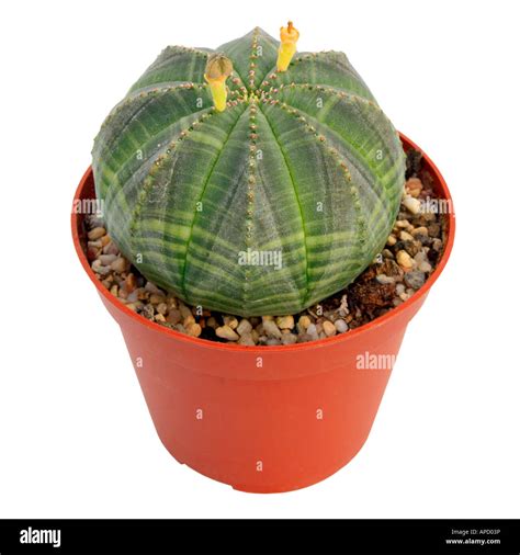 Baseball Cactus Euphorbia Obesa Potted Plant With Jung Fruits Succulent