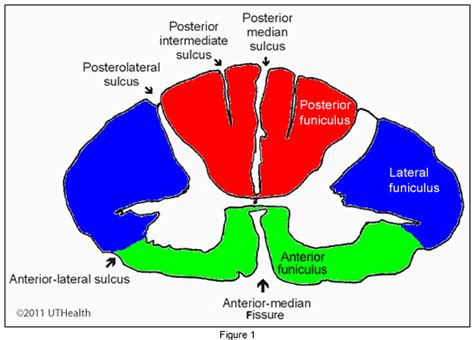 Lateral Funiculus