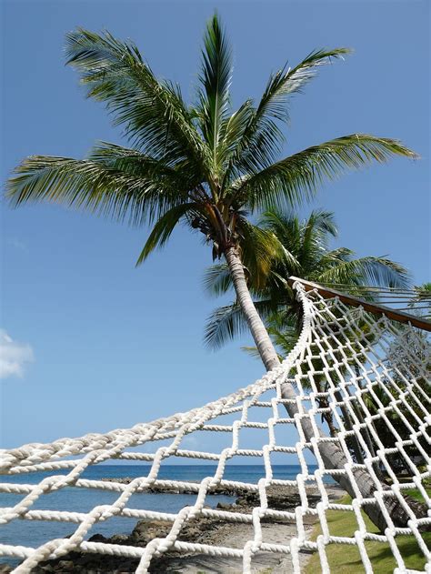 White Hammock Hammock Perspective Coconut Tree Beach Palm Tree