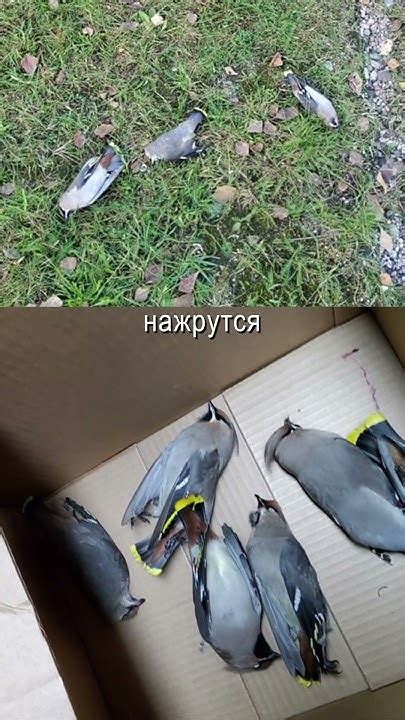 Пьяные и счастливые - YouTube