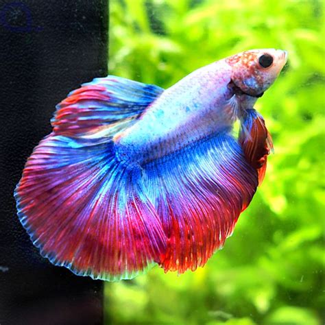 Kampffisch Halfmoon Red Lavender Betta Splendens Aquapro