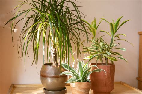 An In-Depth Guide to Dracaena Varieties