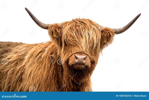 White Highland Cattle