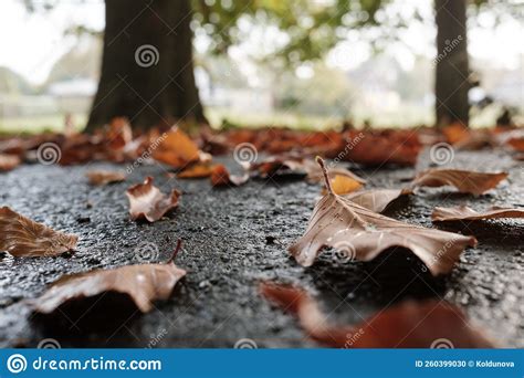 Dry Fallen Leaves Lie On The Wet Sidewalk Against The Backdrop Of