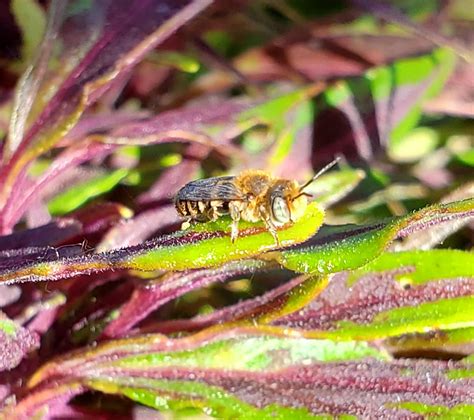 One of my leafcutter bees : r/bees