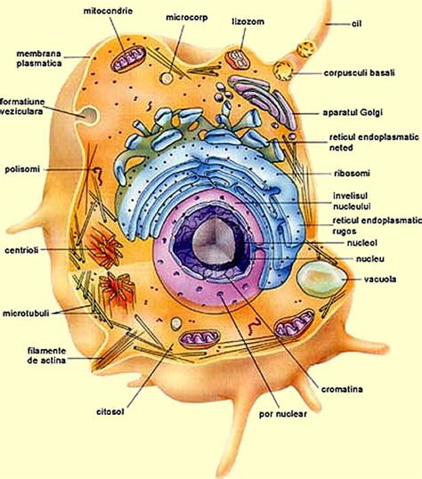 Imagenes de la celula humana y sus partes - Imagui