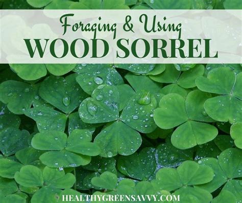 Sour Grass, Wood Sorrel: An Edible & Medicinal Wild Plant