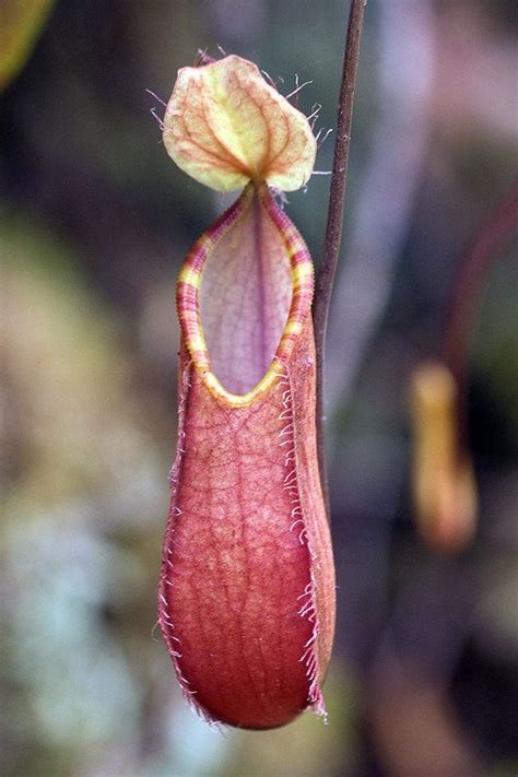 Nepenthes Tentaculata In Habitat Pitcher Detail Mt Kinabalu National