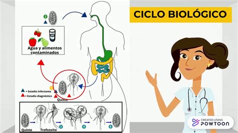 Giardia Lamblia Parasitología Youtube