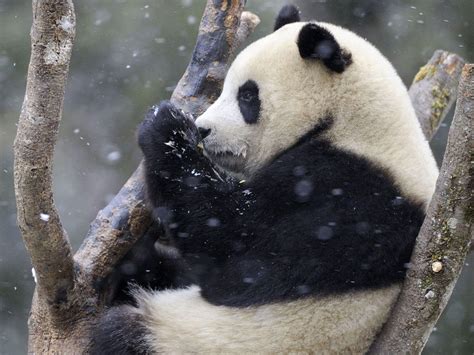 Fakten Zum Lebensraum Des Großen Pandas