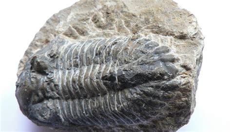 How to Collect Fossils in Arkansas | Sciencing