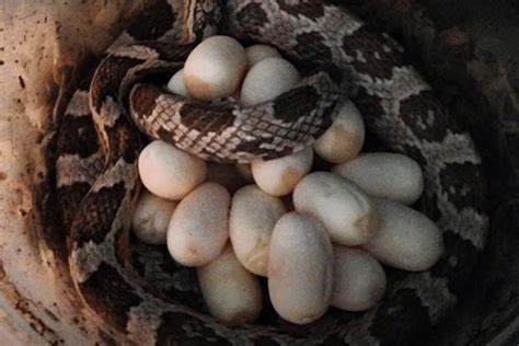 How to Breed Corn Snakes and Make Babies! (Guide)