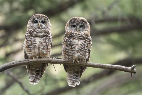 Spotted Owl Mexican Ebird