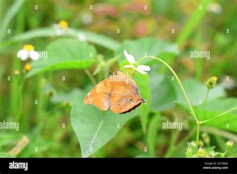 Autumn Leaf Butterfly Doleschallia Bisaltide Stock Photo Alamy