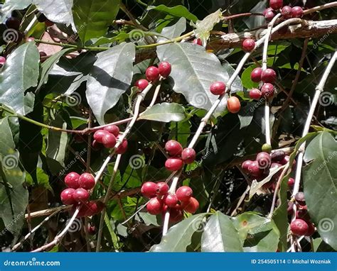 Flowers and plants of Peru stock photo. Image of flowers - 254505114