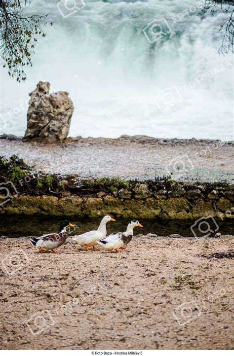 Koćuša preuzmite fotografiju Foto Baza