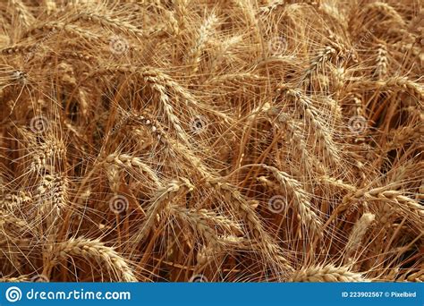 Campo De Trigo Dourado Para A Colheita Imagem De Stock Imagem De