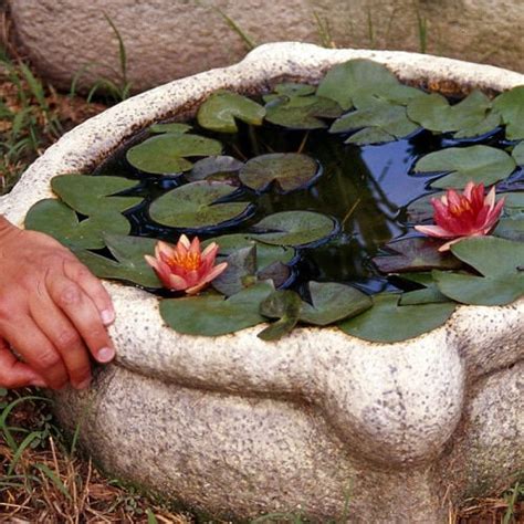 20 Miniature Water Lily Varieties for a Container Water Garden