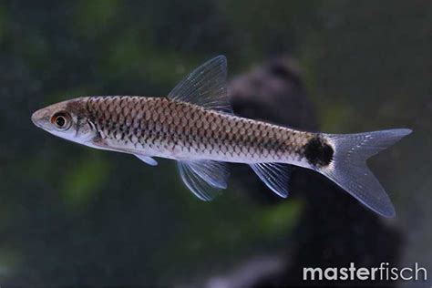 Silver Flying Fox Crossocheilus Reticulatus Masterfisch