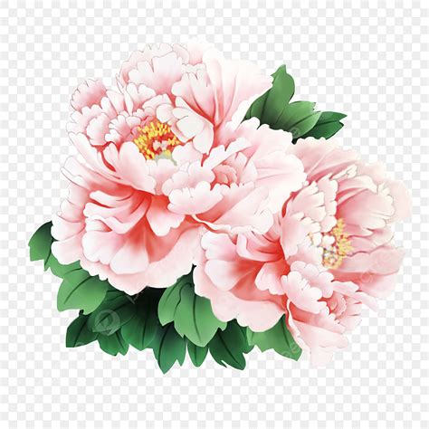 Peony Illustration Hd Transparent Peony Flower Vector Illustration Hd