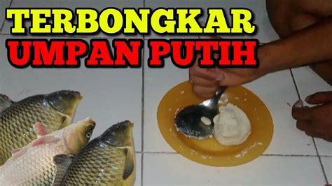 Umpan Ikan Mas Racikan Umpan Putih Paling Jitu Youtube