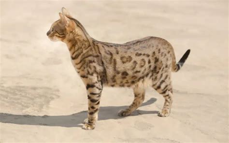 Top 10 Rarest Cat Breeds In The World