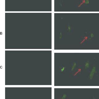 Representative Fluorescent Micrographs Of Cells Showing Expression Of