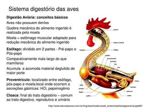 Sistema Digestorio Da Ave LIBRAIN