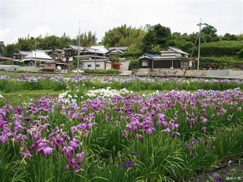 【北尾花菖蒲園】アクセス・営業時間・料金情報 じゃらんnet