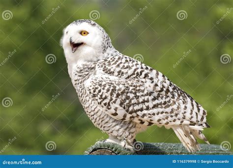 Snowy Owl during a Birds of Prey Show Stock Photo - Image of animal ...