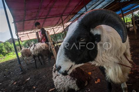 HARGA KAMBING KURBAN NAIK ANTARA Foto