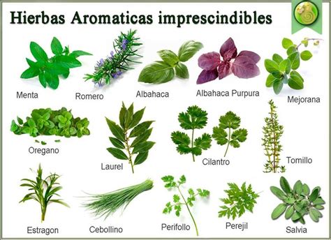 Meditar Y Vida Salud Y Nutrición Las 230 Plantas Medicinales Más Efectivas Plantas