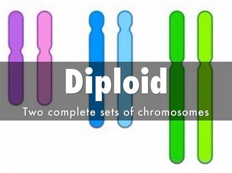 Diploid by 1315031749