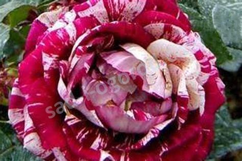 Купить саженцы розы чайно-гибридная Хулио Иглесиас Rose hybrid tea ...